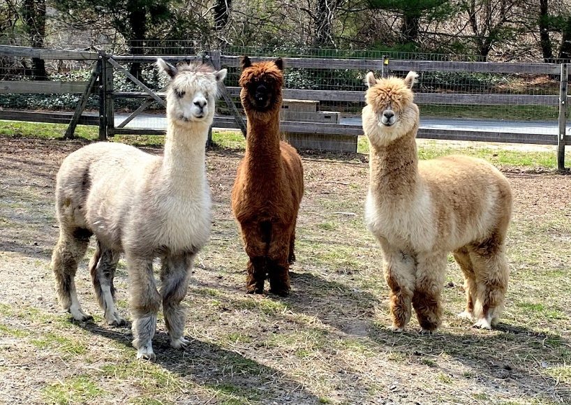 Alpaca Herd Sock