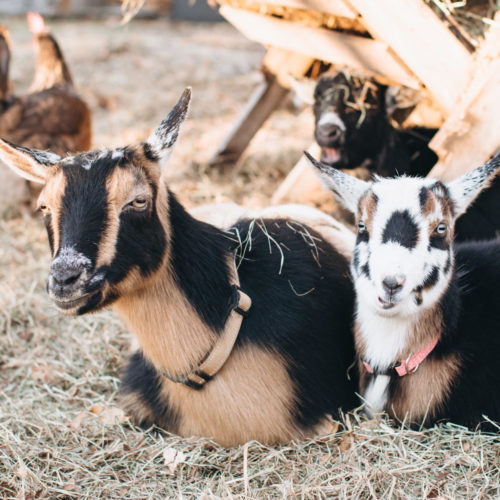 Santa at The Cape Coop