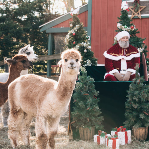 Santa at The Cape Coop