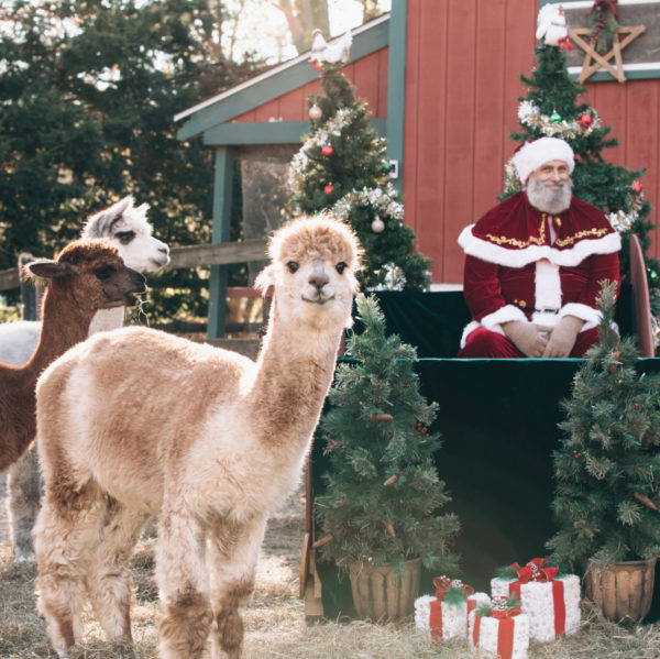 Christmas at the Cape Coop, Saturday Nov 15 - Image 2